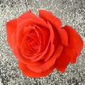 staciq's photo